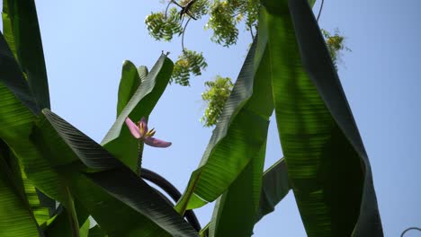 flor de plátano y verde