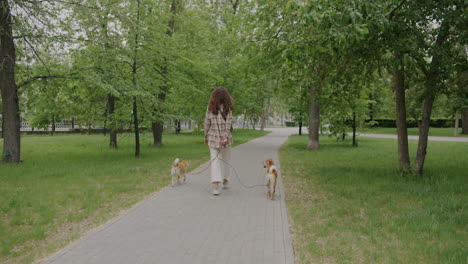 woman walking dogs in a park