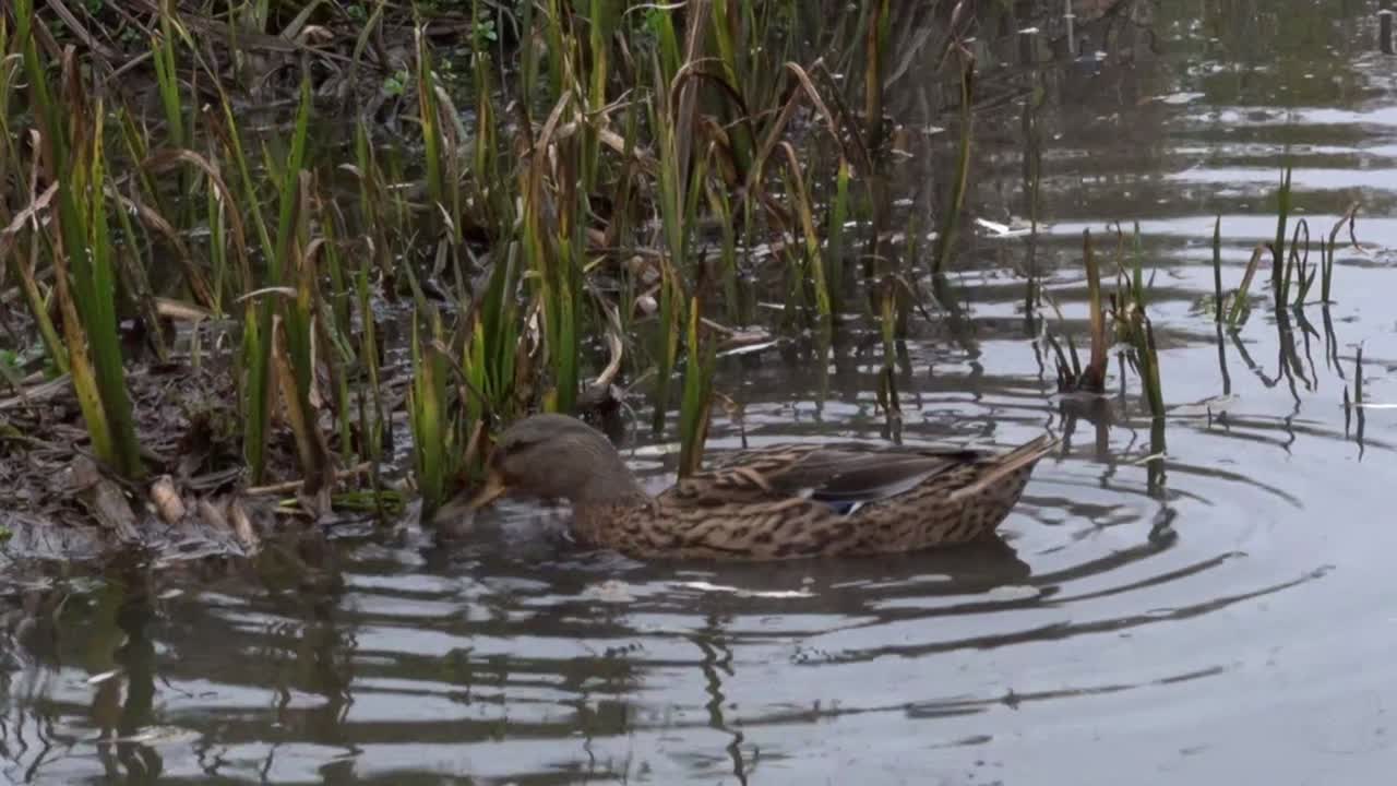 A female Mallard Duck, Anas platyrhynchos, feeding amongst vegetation at the edge of a pond. Winter. UK