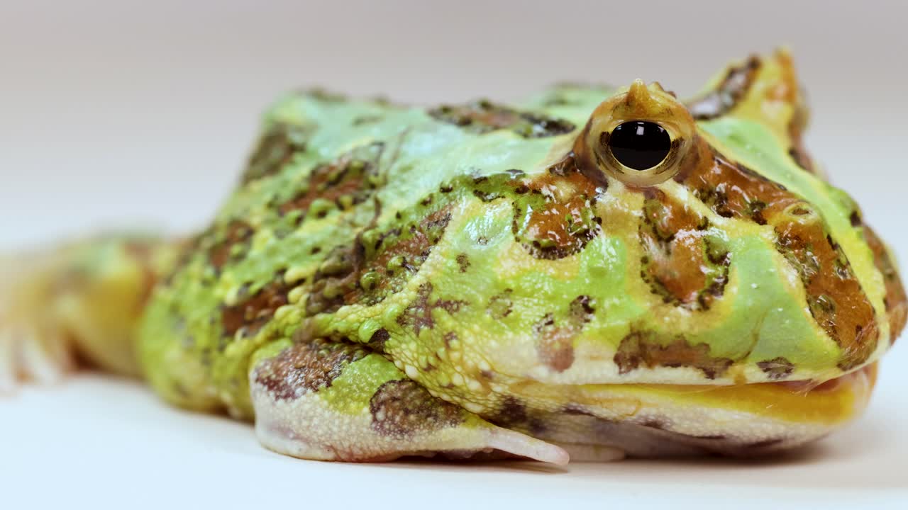 A horned frog consumes a superworm in a detailed close-up, highlighting its vibrant colors and textures