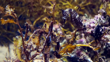 seahorses in an aquarium looking around