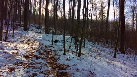 toma de luz dorada invernal que brilla a través del bosque alpino cubierto de nieve fresca durante la mañana