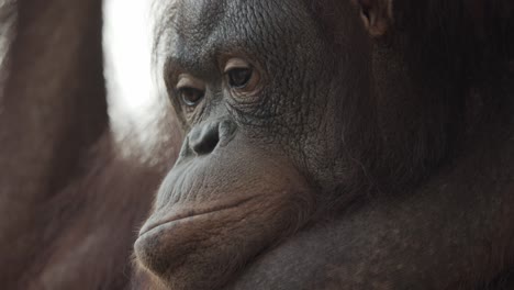 el orangután sólo mira a la nada esperando que algo suceda.