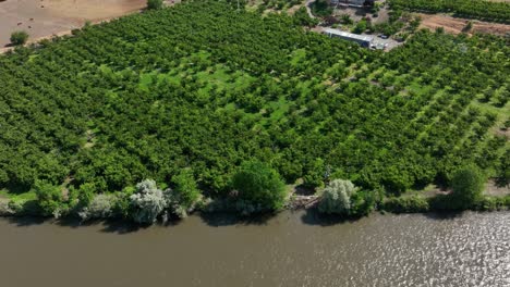 Toma-De-Drone-De-Un-Huerto-Que-Bordea-El-Río-Yakima-En-Benton-City,-Washington