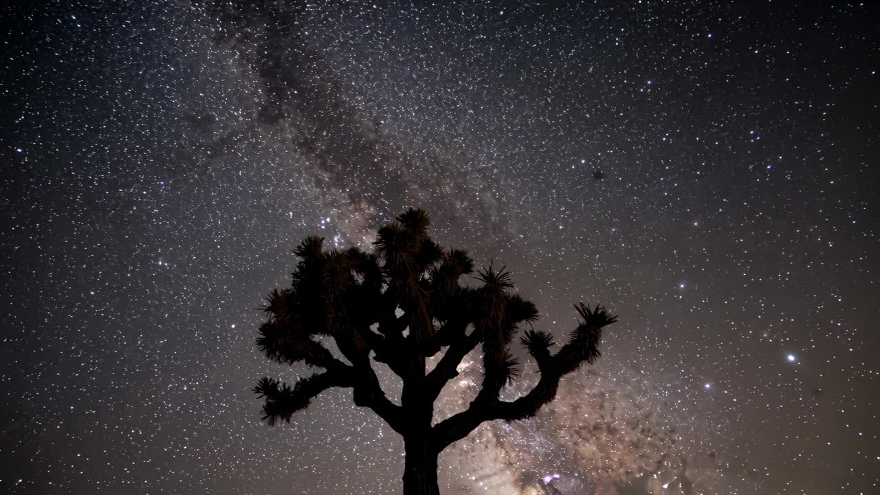 Gravação em timelapse de silhueta de árvore de Josué na noite do deserto, revelando o núcleo da Via Láctea se iluminando.