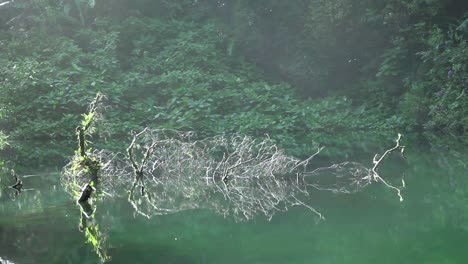 fallen dead tree at telaga biru