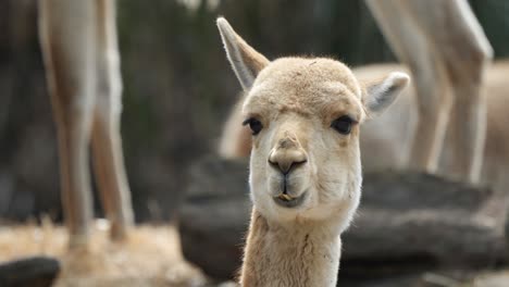 cabeza de una vicuña rumiante. lama vicuña. primer plano