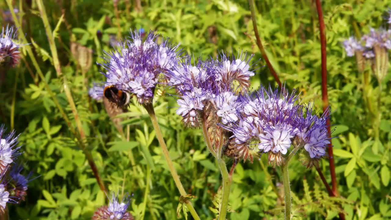 라벤더 꽃 벌에