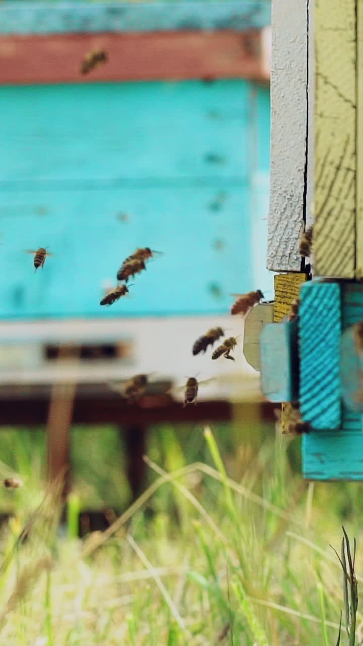 Bees bring honey to their beehives in warm weather all day. Bees sits at beehive. Slow motion. Vertical video