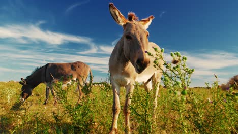 Ruhiger-Sommertag,-An-Dem-Esel-Friedlich-Auf-Einer-üppigen-Grünen-Weide-Grasen