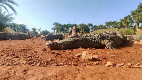 Crocodile-lies-close-to-the-camera-in-the-sun-in-the-sand-and-doesn't-move