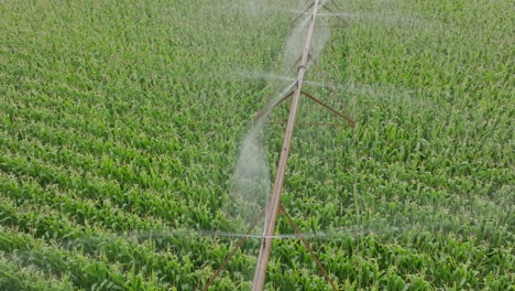 aerial pan shot of pivot irrigating corn field during daytime. water sprinklers.