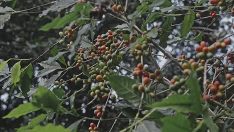 coffee plant with ripening beans