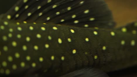 panorámica de cerca desde la cola de un pleco fantasma de bagre negro con manchas amarillas sentado en el fondo del río