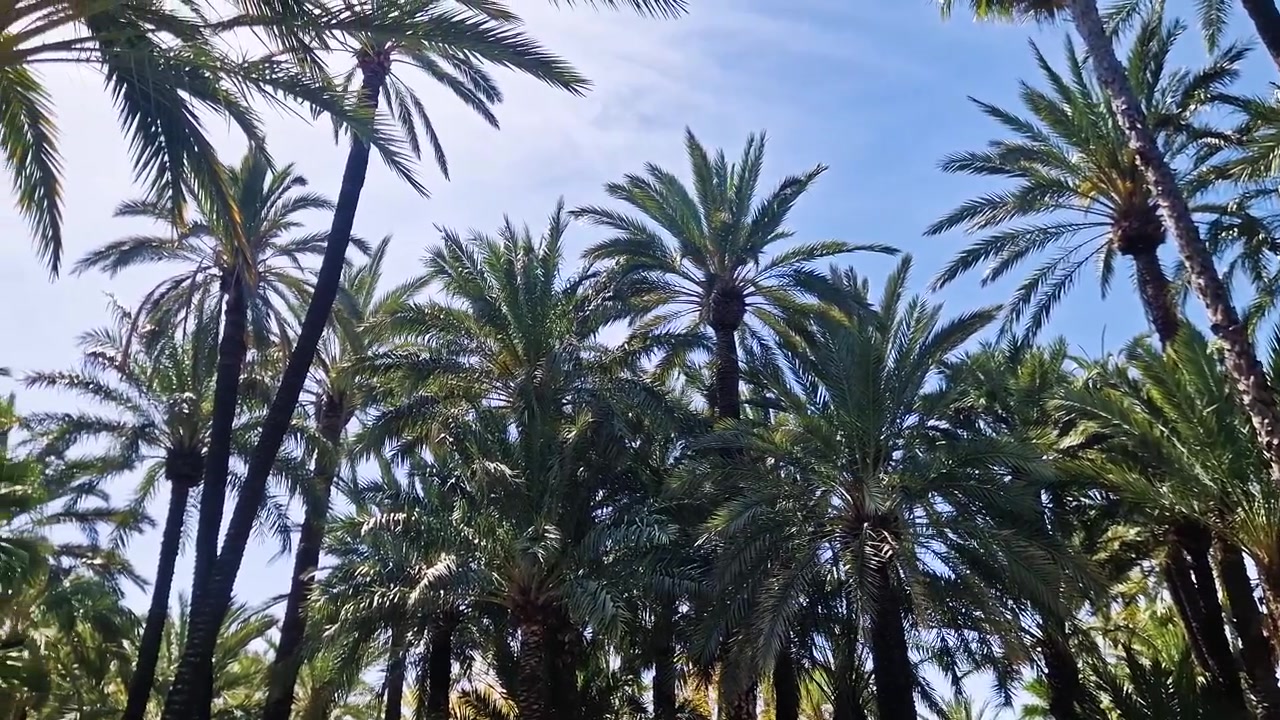 Lush palm trees in a sunny Spanish outdoor setting with clear blue sky.