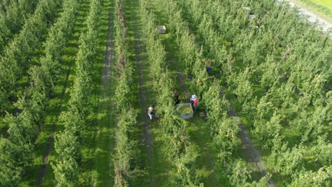 Menschen,-Die-Während-Der-Erntezeit-Auf-Einer-Grünen-Obstplantage-In-Einem-Bio-Ackerland-Arbeiten