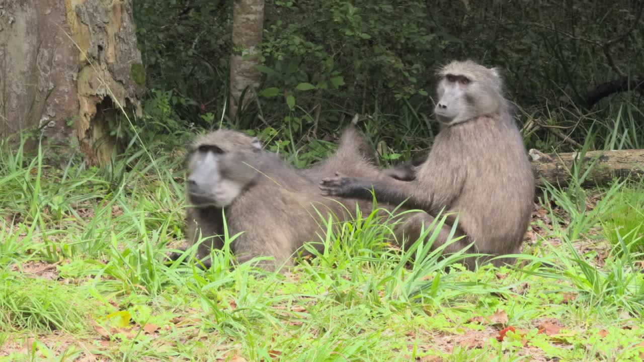 Baboons walking along the road