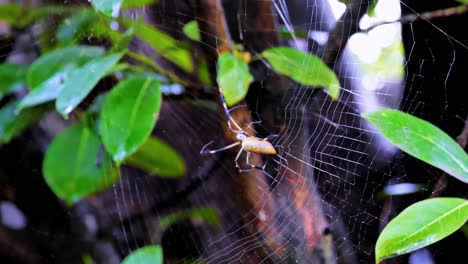 Im-Regenwald-Von-Poas-In-Zentral-costarica-Ist-Die-Goldkugelspinne-Dafür-Bekannt,-Dass-Sie-Die-Stärksten-Netze-Der-Welt-Hat