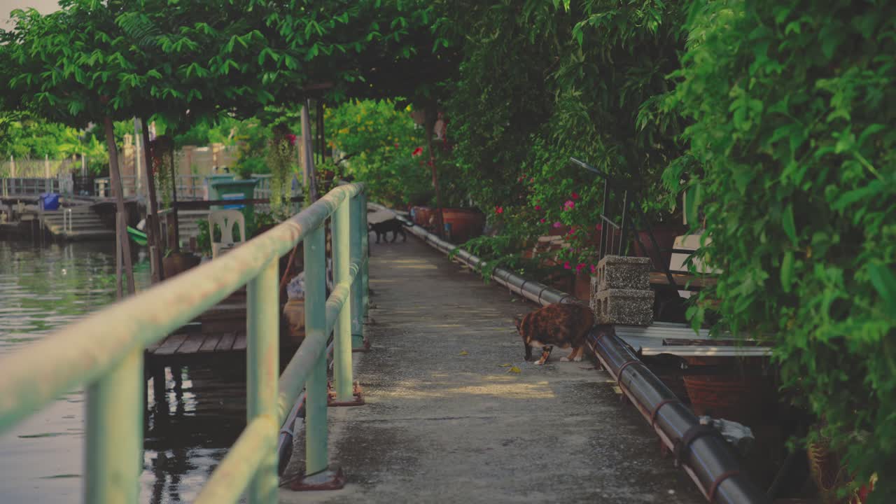 A serene walkway by a Bangkok canal with lush greenery and a cat in view