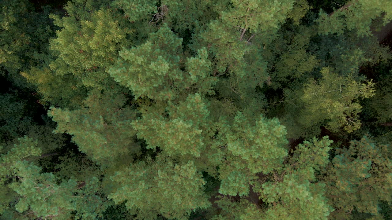 Low top down aerial over treetops of beautiful forest in autumn