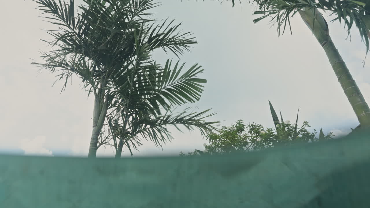 luxury swimming pool with palm trees