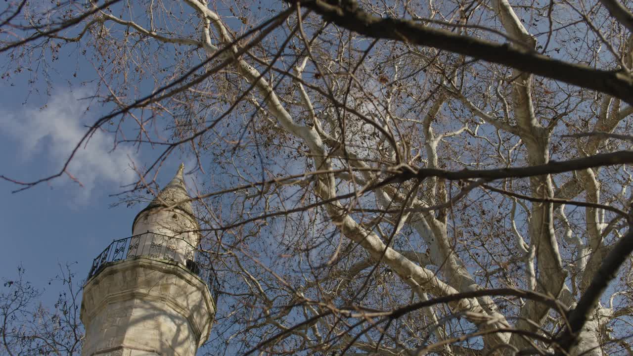 rami di alberi e minarete di pietra della moschea