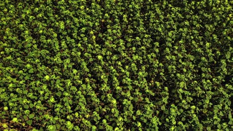 vista aérea de un campo de girasoles