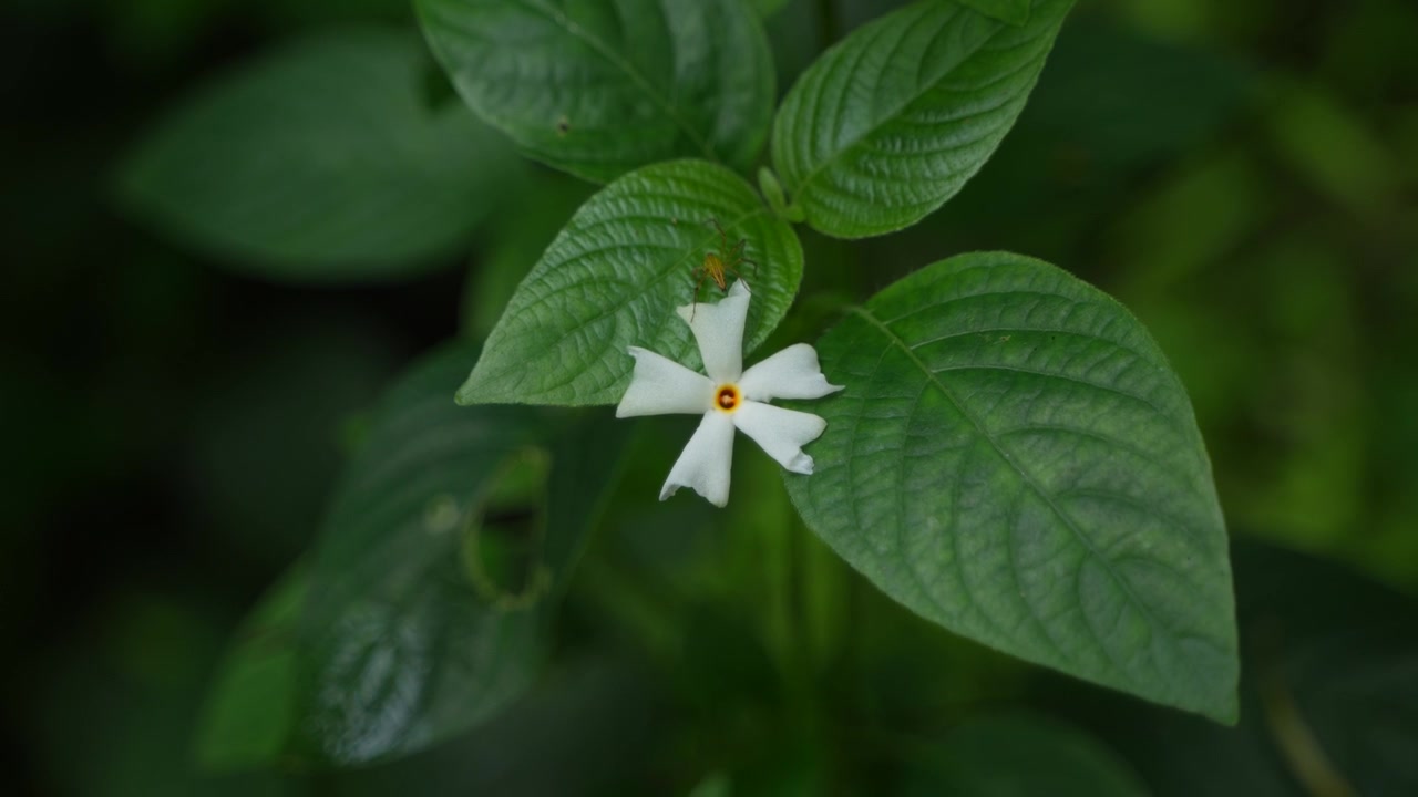 A flor que simboliza o outono para os bengalis chama-se flor Shiuli. Esta flor marca o início do festival de outono