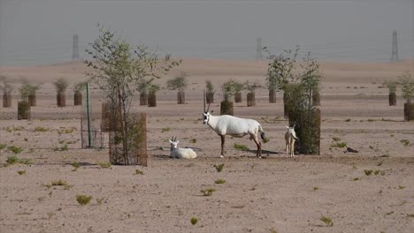 Arabischer-Oryx-In-Der-Wüste:-Arabischer-Oryx-Ist-Das-Nationaltier-Von-Jordanien,-Oman,-Den-Vereinigten-Arabischen-Emiraten,-Bahrain-Und-Katar