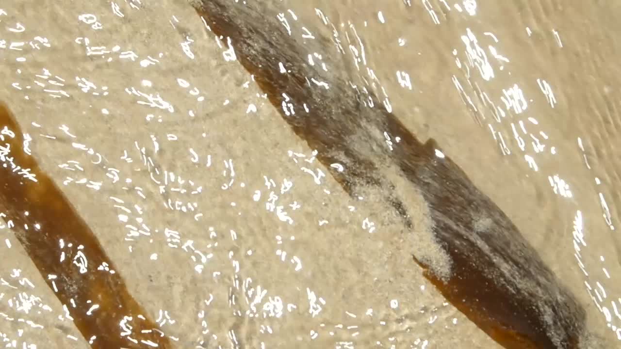 약간의 루미나리아 조류를 끌고 있는 비용으로 바닷물