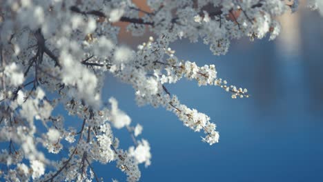 a branch adorned with clusters of cherry blossoms, highlighting the delicate petals and budding flowers