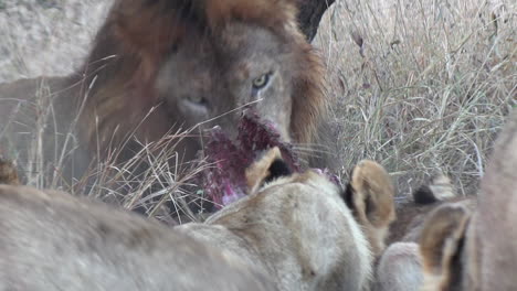 lions gather and feed on carcass with exposed meat and bones in grassland