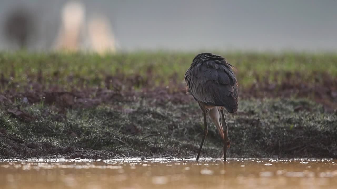 습지 지역에서 겨울 아침에 회색 헤론을  ⁇ 는 것