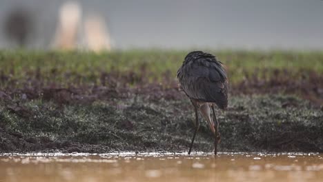 pesca de garzas grises por la mañana de invierno en la zona de humedales