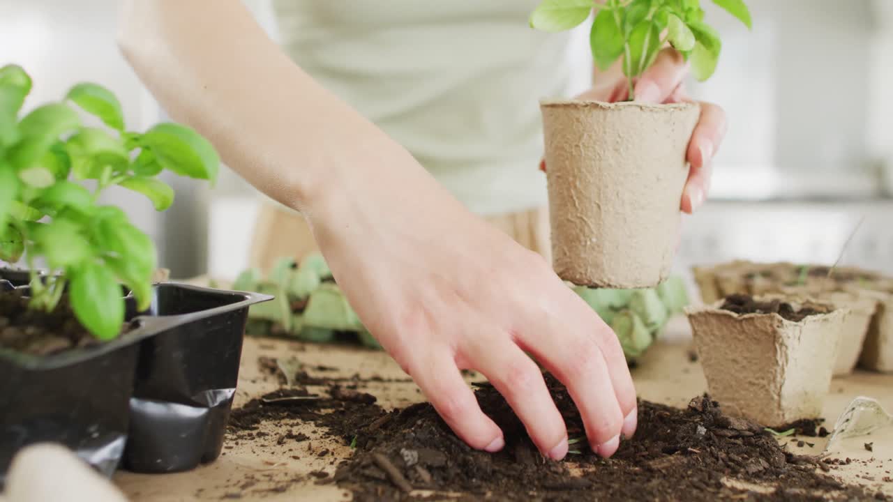 Caucasian woman preparing paper pot with ground and plant of basil on table in kitchen