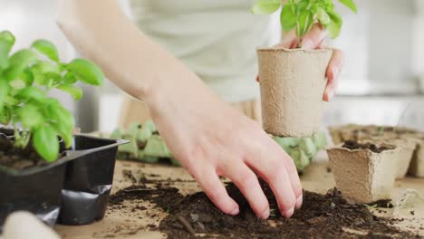 Mujer-Caucásica-Preparando-Una-Olla-De-Papel-Con-Tierra-Y-Planta-De-Albahaca-En-La-Mesa-De-La-Cocina.