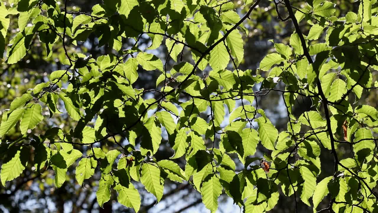Backlit Common Beech leaves, Fagus sylvatica, in Summer. UK
