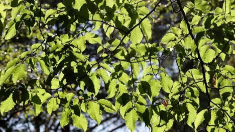 backlit common beech leaves, fagus sylvatica, in summer. uk