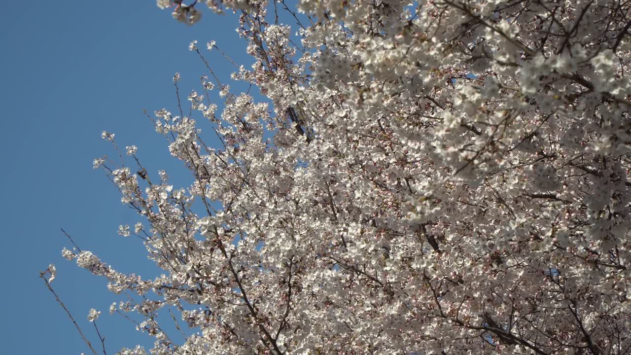 푸른 하늘을 배경으로 벚꽃 가지