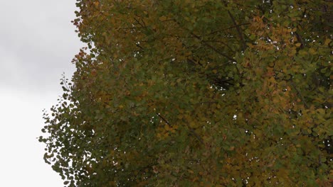 autumn tree sways in the wind, painting a colorful and peaceful outdoor scene
