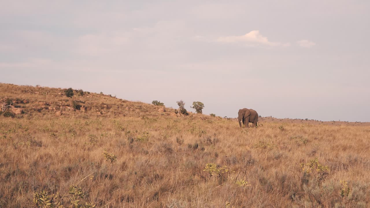 Lonely african elephant standing motionless in savannah, long shot