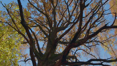 autumn foliage