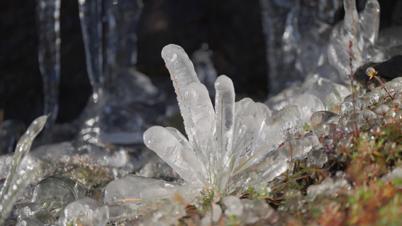 Withered grass and tiny plants glazed with ice on the mossy ground covered with hoarfrost