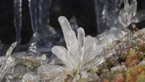 Hierba-Marchita-Y-Plantas-Diminutas-Glaseadas-Con-Hielo-En-El-Suelo-Cubierto-De-Musgo-Cubierto-De-Escarcha.