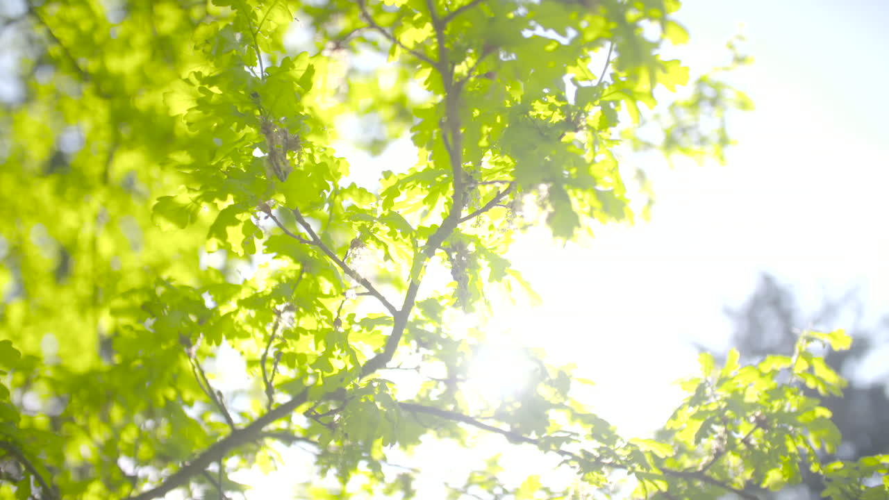 Sun Rays Through Summer Tree Leaves
