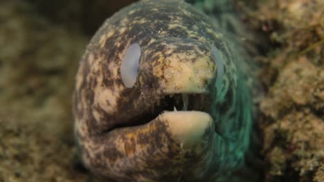 a large moray eel showing signs of blindness in both of its eyes