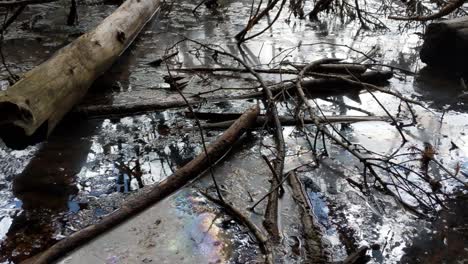 Manantiales-Naturales-En-El-Parque-Nacional-Del-Monte-Rainier-En-El-Sendero-Longmire,-Burbujas-De-Metano,-Dióxido-De-Carbono,-Olor-A-Azufre,-Agua-No-Potable