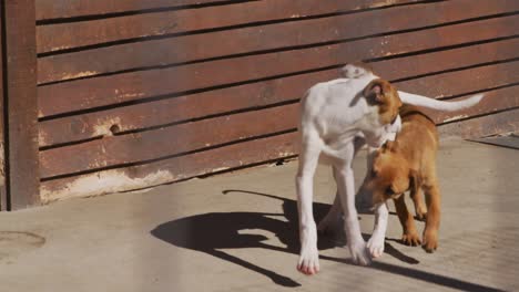 Abandoned-dog-locked-up-in-a-shelter