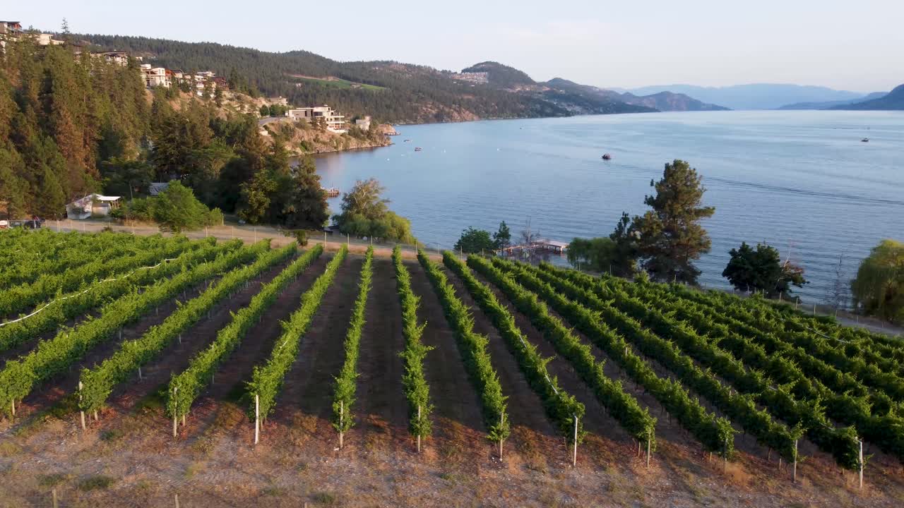 bodega con vistas al lago okanagan | país de los lagos, columbia británica, canadá | paisaje de okanagan | vista panorámica | filas de viñedos de vino | costa de la orilla del lago | hora de verano | orientado al sur kelowna | tour de vinos