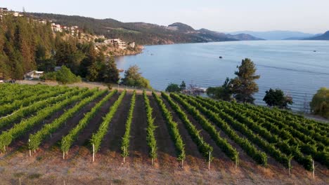 Weingut-Mit-Blick-Auf-Den-Okanagan-See-|-Lakecountry,-Britisch-Kolumbien,-Kanada-|-Okanagan-Landschaft-|-Malerische-Aussicht-|-Wein-Weinbergreihen-|-Seeufer-|-Sommerzeit-|-Nach-Süden-Ausgerichtetes-Kelowna-|-Weintour